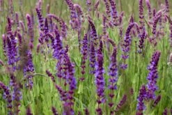 Kit De Culture - Bio - Sauge - 60 Graines - Salvia Officinalis -VIDA Plantes Magasin 640641bf438086.74821203