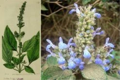 Kit De Culture - Chia - 500 Graines - Salvia Hispanica -VIDA Plantes Magasin 640641c579de98.62891474