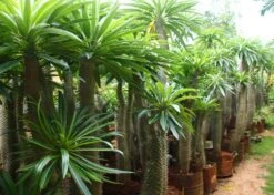 Kit De Culture - Palmier De Madagascar - 10 Graines - Pachypodium Lamerei -VIDA Plantes Magasin 640641c7050b10.41111904