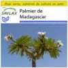 Kit De Culture - Palmier De Madagascar - 10 Graines - Pachypodium Lamerei -VIDA Plantes Magasin 640641c709f2f9.19807943