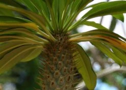 Kit De Culture - Palmier De Madagascar - 10 Graines - Pachypodium Lamerei -VIDA Plantes Magasin 640641c7226726.92813528