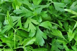 Kit De Culture - Bio - Cerfeuil Commun - 800 Graines - Anthriscus Cerefolium -VIDA Plantes Magasin 640641c887fe75.85740285