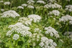 Kit De Culture - Bio - Cerfeuil Commun - 800 Graines - Anthriscus Cerefolium -VIDA Plantes Magasin 640641c8a30cc8.62953997