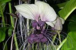 Kit De Culture - Géant Népalais - Fleur Chauve-souris - 10 Graines - Tacca Nevia White -VIDA Plantes Magasin 640641cb486b83.02598556