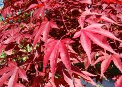 Kit De Culture - Erable Du Japon Pourpre - 20 Graines - Acer Palmatum Atropurpureum 14 Kit De Culture - Erable Du Japon Pourpre - 20 Graines - Acer Palmatum Atropurpureum -VIDA Plantes Magasin 640641d81e91c2.05775496