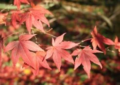 Kit De Culture - Erable Du Japon Pourpre - 20 Graines - Acer Palmatum Atropurpureum 13 Kit De Culture - Erable Du Japon Pourpre - 20 Graines - Acer Palmatum Atropurpureum -VIDA Plantes Magasin 640641d8236e87.81519951