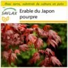 Kit De Culture - Erable Du Japon Pourpre - 20 Graines - Acer Palmatum Atropurpureum -VIDA Plantes Magasin 640641d828db01.67437939