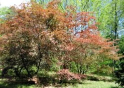 Kit De Culture - Erable Du Japon Pourpre - 20 Graines - Acer Palmatum Atropurpureum 15 Kit De Culture - Erable Du Japon Pourpre - 20 Graines - Acer Palmatum Atropurpureum -VIDA Plantes Magasin 640641d82dff97.81256788