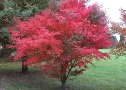 Kit De Culture - Erable Du Japon Pourpre - 20 Graines - Acer Palmatum Atropurpureum 12 Kit De Culture - Erable Du Japon Pourpre - 20 Graines - Acer Palmatum Atropurpureum -VIDA Plantes Magasin 640641d832b125.23226283