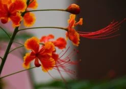 Kit De Culture - Orgueil De Chine - 10 Graines - Caesalpinia Pulcherrima -VIDA Plantes Magasin 640641f1222758.42542490