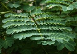 Kit De Culture - Orgueil De Chine - 10 Graines - Caesalpinia Pulcherrima -VIDA Plantes Magasin 640641f12730a7.73038490