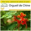 Kit De Culture - Orgueil De Chine - 10 Graines - Caesalpinia Pulcherrima -VIDA Plantes Magasin 640641f1322154.15994873