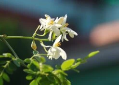 Kit De Culture - Moringa - 10 Graines - Moringa Oleifera 15 Kit De Culture - Moringa - 10 Graines - Moringa Oleifera -VIDA Plantes Magasin 640641f4547a73.61153088