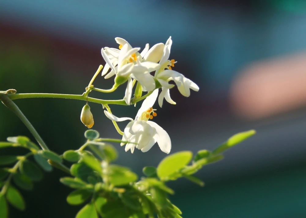 Kit De Culture - Moringa - 10 Graines - Moringa Oleifera 9 Kit De Culture - Moringa - 10 Graines - Moringa Oleifera – Image 7