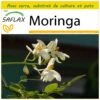 Kit De Culture - Moringa - 10 Graines - Moringa Oleifera -VIDA Plantes Magasin 640641f4591fb8.46867960