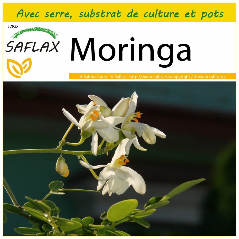 Kit De Culture - Moringa - 10 Graines - Moringa Oleifera 3 Kit De Culture - Moringa - 10 Graines - Moringa Oleifera