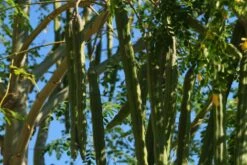 Kit De Culture - Moringa - 10 Graines - Moringa Oleifera 13 Kit De Culture - Moringa - 10 Graines - Moringa Oleifera -VIDA Plantes Magasin 640641f462d1b0.92586215