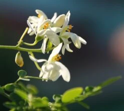 Kit De Culture - Moringa - 10 Graines - Moringa Oleifera 14 Kit De Culture - Moringa - 10 Graines - Moringa Oleifera -VIDA Plantes Magasin 640641f4686cb0.45653273