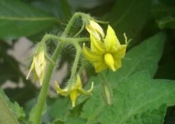 Kit De Culture - Tomate San Marzano - 10 Graines - Lycopersicon Esculentum -VIDA Plantes Magasin 640641fa29a824.71109885