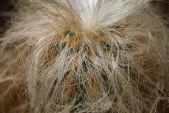 Kit De Culture - Vieil Homme Des Andes - 40 Graines - Oreocereus Celsianus 14 Kit De Culture - Vieil Homme Des Andes - 40 Graines - Oreocereus Celsianus -VIDA Plantes Magasin 6406421319bf09.55918901