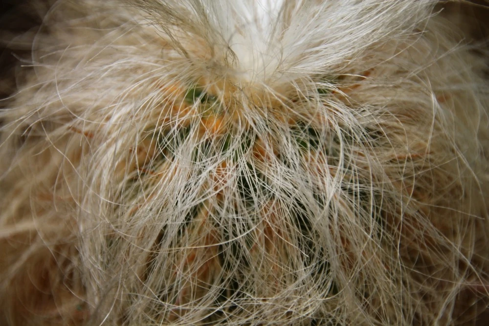 Kit De Culture - Vieil Homme Des Andes - 40 Graines - Oreocereus Celsianus 8 Kit De Culture - Vieil Homme Des Andes - 40 Graines - Oreocereus Celsianus â Image 6