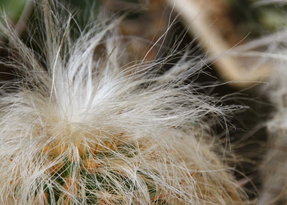Kit De Culture - Vieil Homme Des Andes - 40 Graines - Oreocereus Celsianus 9 Kit De Culture - Vieil Homme Des Andes - 40 Graines - Oreocereus Celsianus â Image 7