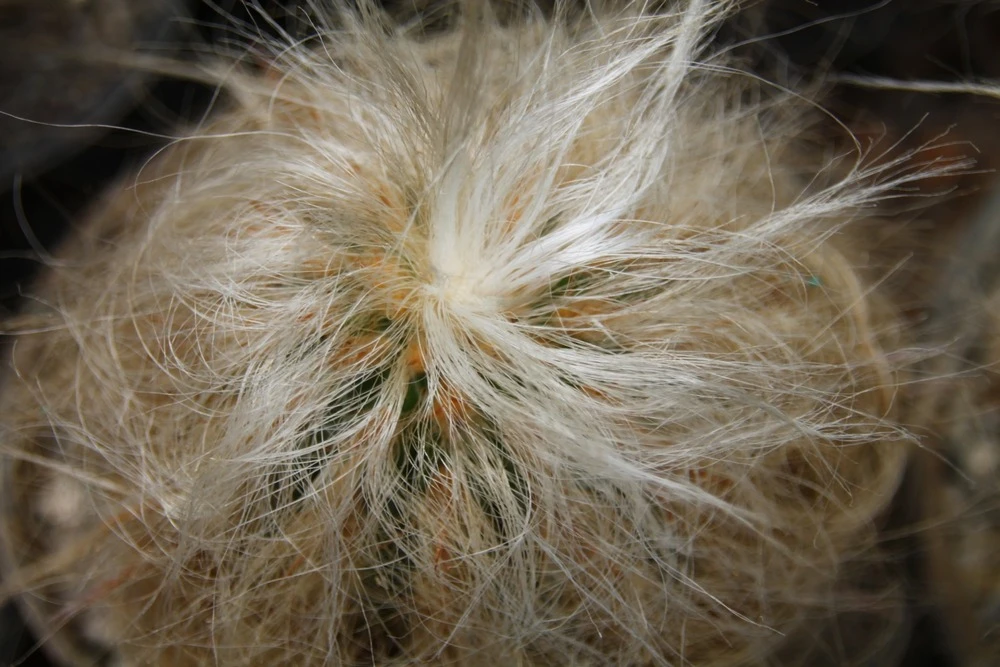 Kit De Culture - Vieil Homme Des Andes - 40 Graines - Oreocereus Celsianus 7 Kit De Culture - Vieil Homme Des Andes - 40 Graines - Oreocereus Celsianus â Image 5