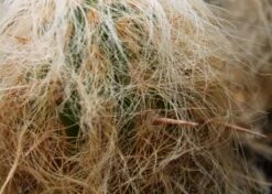 Kit De Culture - Vieil Homme Des Andes - 40 Graines - Oreocereus Celsianus 12 Kit De Culture - Vieil Homme Des Andes - 40 Graines - Oreocereus Celsianus -VIDA Plantes Magasin 640642132a3d31.45958194