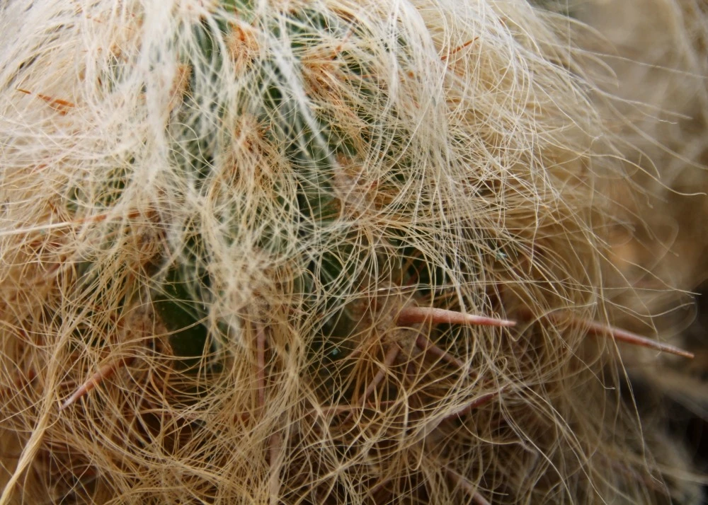 Kit De Culture - Vieil Homme Des Andes - 40 Graines - Oreocereus Celsianus 6 Kit De Culture - Vieil Homme Des Andes - 40 Graines - Oreocereus Celsianus â Image 4