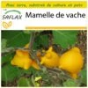 Kit De Culture - Mamelle De Vache - 10 Graines - Solanum Mammosum -VIDA Plantes Magasin 64064214d3b7e5.78438688