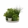Plateau 7 Herbes Aromatiques -VIDA Plantes Magasin 640a28135225b8.02093099