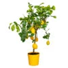 Citrus Limon - Citronnier - Arbre Fruitier - Persistant - ⌀21 Cm - ↕70-80 Cm 1 Citrus Limon - Citronnier - Arbre Fruitier - Persistant - ⌀21 Cm - ↕70-80 Cm -VIDA Plantes Magasin 640b1fd8ed1f29.28505670