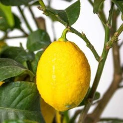 Citrus Limon - Citronnier - Arbre Fruitier - Persistant - ⌀21 Cm - ↕70-80 Cm -VIDA Plantes Magasin 640b1fd8f19335.79451771