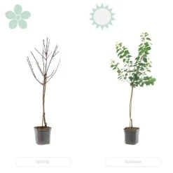 Citrus Limon - Citronnier - Arbre Fruitier - Persistant - ⌀21 Cm - ↕70-80 Cm -VIDA Plantes Magasin 640b1fd9040a66.56602172