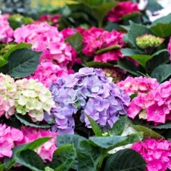 3x Hydrangea Macrophylla Mix – Hortensia – Arbuste - Rustique – ⌀14 Cm - ↕30-40 Cm -VIDA Plantes Magasin 640b1ffd9bd139.56396936