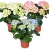 3x Hydrangea Macrophylla Mix – Hortensia – Arbuste - Rustique – ⌀14 Cm - ↕30-40 Cm -VIDA Plantes Magasin 640b1ffd9f2ce4.32807115