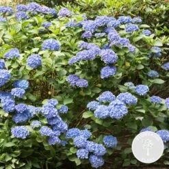 Hydrangea Macrophylla 'early Blue'– Hortensia – Arbuste - Rustique – ⌀14 Cm - ↕30-40 Cm 7 Hydrangea Macrophylla 'early Blue'– Hortensia – Arbuste - Rustique – ⌀14 Cm - ↕30-40 Cm -VIDA Plantes Magasin 640b20080af483.40451034