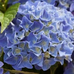 Hydrangea Macrophylla 'early Blue'– Hortensia – Arbuste - Rustique – ⌀14 Cm - ↕30-40 Cm 9 Hydrangea Macrophylla 'early Blue'– Hortensia – Arbuste - Rustique – ⌀14 Cm - ↕30-40 Cm -VIDA Plantes Magasin 640b2008107088.98115395