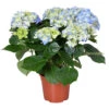 Hydrangea Macrophylla 'early Blue'– Hortensia – Arbuste - Rustique – ⌀14 Cm - ↕30-40 Cm 2 Hydrangea Macrophylla 'early Blue'– Hortensia – Arbuste - Rustique – ⌀14 Cm - ↕30-40 Cm -VIDA Plantes Magasin 640b20081493c8.03099995