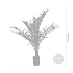 2x Phoenix Canariensis - Palmier Dattier Des Canaries - Palmier - Rustique – ⌀19 Cm - ↕80-100 Cm -VIDA Plantes Magasin 640b20121a6e42.84880021