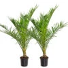 2x Phoenix Canariensis - Palmier Dattier Des Canaries - Palmier - Rustique – ⌀19 Cm - ↕80-100 Cm -VIDA Plantes Magasin 640b20121ebb14.14754222