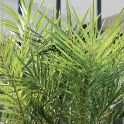 2x Phoenix Canariensis - Palmier Dattier Des Canaries - Palmier - Rustique – ⌀19 Cm - ↕80-100 Cm -VIDA Plantes Magasin 640b20122ac528.41887841