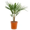Trachycarpus Fortunei - Palmier Chinois - Palmier - Rustique – ⌀24 Cm - ↕70-80 Cm -VIDA Plantes Magasin 640b201be00b46.49785904