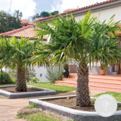 Trachycarpus Fortunei - Palmier Chinois - Palmier - Rustique – ⌀24 Cm - ↕70-80 Cm -VIDA Plantes Magasin 640b201c13d5e6.86961086