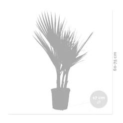 2x Washingtonia Robusta - Palmier Mexicain - Palmier Extérieur - Persistant – ⌀17 Cm - ↕60-75 Cm -VIDA Plantes Magasin 640b201d6f1819.93339230