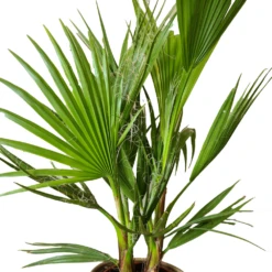 2x Washingtonia Robusta - Palmier Mexicain - Palmier Extérieur - Persistant – ⌀17 Cm - ↕60-75 Cm -VIDA Plantes Magasin 640b201d73ae53.24748468