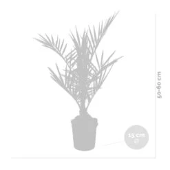 Phoenix Canariensis - Palmier Dattier Des Canaries - Palmier - Rustique – ⌀15 Cm - ↕50-60 Cm -VIDA Plantes Magasin 640b203444f913.77342743