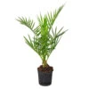 Phoenix Canariensis - Palmier Dattier Des Canaries - Palmier - Rustique – ⌀15 Cm - ↕50-60 Cm -VIDA Plantes Magasin 640b20345913e6.71857201
