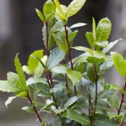 Laurus Nobilis - Laurier De Cuisine - Arbuste - Persistant – ⌀15 Cm - ↕30-45 Cm 9 Laurus Nobilis - Laurier De Cuisine - Arbuste - Persistant – ⌀15 Cm - ↕30-45 Cm -VIDA Plantes Magasin 640b2035a542b3.52551879