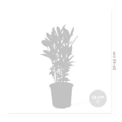 Laurus Nobilis - Laurier De Cuisine - Arbuste - Persistant – ⌀15 Cm - ↕30-45 Cm 8 Laurus Nobilis - Laurier De Cuisine - Arbuste - Persistant – ⌀15 Cm - ↕30-45 Cm -VIDA Plantes Magasin 640b2035ac9d61.90448946